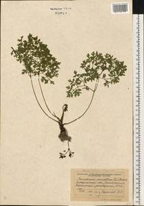 Oreoselinum nigrum Delarbre, Восточная Европа, Западно-Украинский район (E13) (Украина)