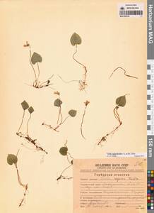 Viola epipsila subsp. repens (Turcz.) W.Becker, Сибирь, Чукотка и Камчатка (S7) (Россия)