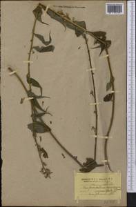 Campanulastrum americanum (L.) Small, Америка (AMER) (США)