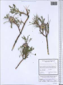 Astragalus michauxianus Boiss., Зарубежная Азия (ASIA) (Иран)
