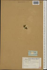 Сальвиния плавающая (L.) All., Кавказ, Дагестан (K2) (Россия)