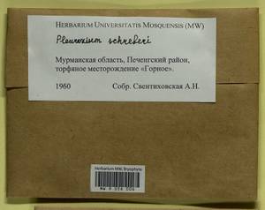 Pleurozium schreberi (Willd. ex Brid.) Mitt., Гербарий мохообразных, Мхи - Карелия, Ленинградская и Мурманская области (B4) (Россия)