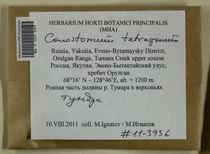 Conostomum tetragonum (Hedw.) Lindb., Гербарий мохообразных, Мхи - Якутия (B19) (Россия)