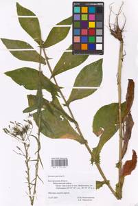 Латук дубравный L., Восточная Европа, Центральный лесостепной район (E6) (Россия)