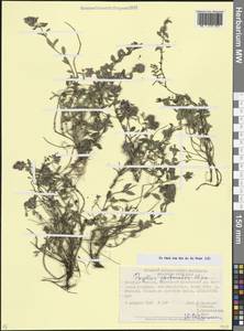 Чабрец пастуший Iljin, Кавказ, Ставропольский край, Карачаево-Черкесия, Кабардино-Балкария (K1b) (Россия)