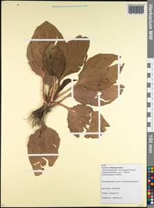 Подорожник большой L., Кавказ, Краснодарский край и Адыгея (K1a) (Россия)