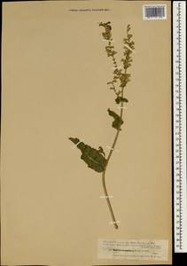 Salvia staminea Montbret & Aucher ex Benth., Зарубежная Азия (ASIA) (Турция)
