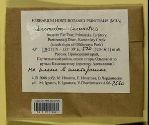 Anomodon thraustus Müll. Hal., Гербарий мохообразных, Мхи - Дальний Восток (без Чукотки и Камчатки) (B20) (Россия)