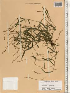 Горец малый (Huds.) Opiz, Восточная Европа, Центральный лесной район (E5) (Россия)