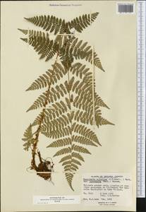 Щитовник картузианский, Щитовник шартрский (Vill.) H. P. Fuchs, Америка (AMER) (Канада)