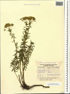 Молочай Сегье Neck., Кавказ, Армения (K5) (Армения)