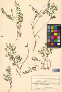 Астрагал альпийский L., Сибирь, Дальний Восток (S6) (Россия)