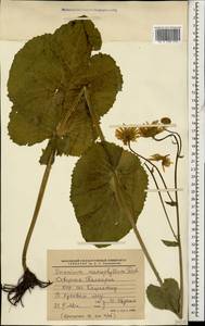 Дороникум крупнолистный Fisch., Кавказ, Ставропольский край, Карачаево-Черкесия, Кабардино-Балкария (K1b) (Россия)