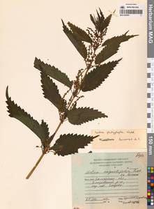 Крапива плосколистная Wedd., Сибирь, Чукотка и Камчатка (S7) (Россия)