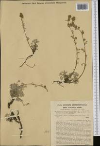 Artemisia nitida Bertol., Западная Европа (EUR) (Италия)