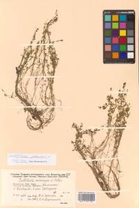 Callitriche palustris subsp. palustris, Сибирь, Дальний Восток (S6) (Россия)