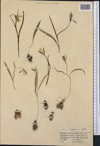 Тюльпан волосистотычинковый (Regel) Regel, Средняя Азия и Казахстан, Северный и Центральный Тянь-Шань (M4) (Киргизия)