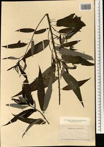 Debregeasia edulis (Siebold & Zucc.) Wedd., Зарубежная Азия (ASIA) (Япония)