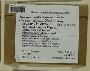 Rosulabryum elegans (Nees ex Brid.) Ochyra, Гербарий мохообразных, Мхи - Западная Европа (BEu) (Великобритания)