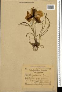 Iris iberica subsp. elegantissima (Sosn.) Fed. & Takht., Кавказ, Армения (K5) (Армения)