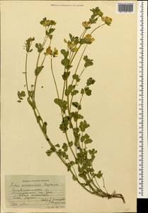 Lotus corniculatus subsp. corniculatus, Кавказ, Ставропольский край, Карачаево-Черкесия, Кабардино-Балкария (K1b) (Россия)