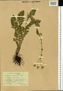 Tanacetum corymbosum subsp. corymbosum, Восточная Европа, Ростовская область (E12a) (Россия)