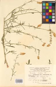 Резеда желтая L., Восточная Европа, Западно-Украинский район (E13) (Украина)