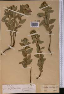 Euphorbia thomsoniana Boiss., Средняя Азия и Казахстан, Северный и Центральный Тянь-Шань (M4) (Казахстан)