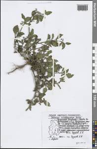 Solanum nitidibaccatum Bitter, Восточная Европа, Волжско-Камский район (E7) (Россия)