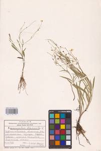 Лютик жгучий, Прыщинец L., Восточная Европа, Северо-Украинский район (E11) (Украина)