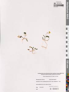 Viola crassa subsp. avatschensis (W.Becker & Hultén) Espeut, Сибирь, Чукотка и Камчатка (S7) (Россия)