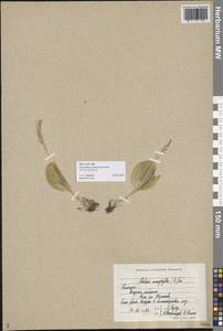 Platanthera chorisiana var. elata Finet, Сибирь, Чукотка и Камчатка (S7) (Россия)