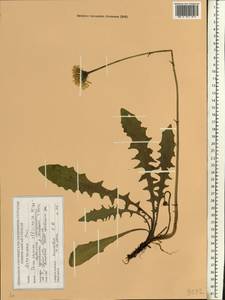 Одуванчик лекарственный Weber ex F.H.Wigg., Восточная Европа, Белоруссия (E3a) (Белоруссия)