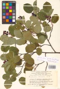 Amelanchier × spicata (Lam.) K.Koch, Восточная Европа, Литва (E2a) (Литва)