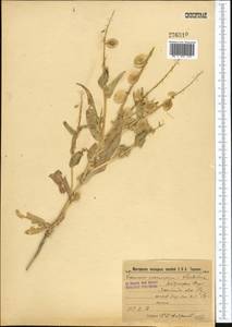 Бумагоплодник плоский (Bunge) Bunge, Средняя Азия и Казахстан, Каракумы (M6) (Туркмения)