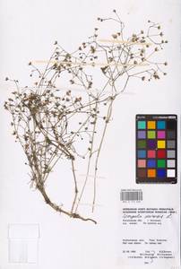 Торица полевая, Торица обыкновенная L., Восточная Европа, Центральный лесной район (E5) (Россия)