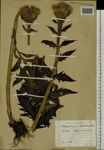 Rhaponticum carthamoides subsp. carthamoides, Сибирь, Алтай и Саяны (S2) (Россия)
