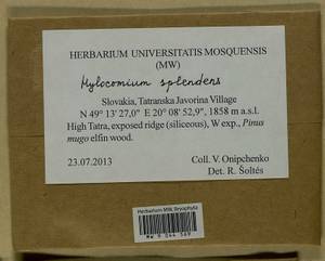 Hylocomium splendens (Hedw.) Schimp., Гербарий мохообразных, Мхи - Западная Европа (BEu) (Словакия)