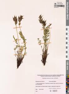 Остролодочник эвенов Jurtzev & A.P.Khokhr., Сибирь, Чукотка и Камчатка (S7) (Россия)