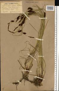 Осока черноколосая M.Bieb. ex Willd., Восточная Европа, Южно-Украинский район (E12) (Украина)