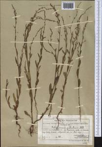 Спорыш отклоненный, Горец отклоненный M.Bieb., Средняя Азия и Казахстан, Северный и Центральный Тянь-Шань (M4) (Казахстан)