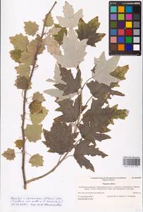 Populus × canescens (Aiton) Sm., Восточная Европа, Нижневолжский район (E9) (Россия)