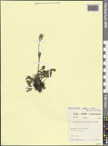 Прострел албанский (Steven) Bercht. & J.Presl, Кавказ, Дагестан (K2) (Россия)