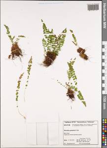 Вудсия головатая, Вудсия гладковатая R.Br., Сибирь, Центральная Сибирь (S3) (Россия)