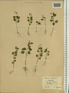 Паслен черный L., Восточная Европа, Центральный лесной район (E5) (Россия)