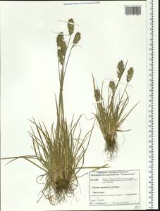 Koeleria spicata (L.) Barberá, Quintanar, Soreng & P.M.Peterson, Сибирь, Центральная Сибирь (S3) (Россия)