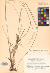 Осока придатконосная (Trautv. & C.A.Mey.) Kük., Сибирь, Чукотка и Камчатка (S7) (Россия)