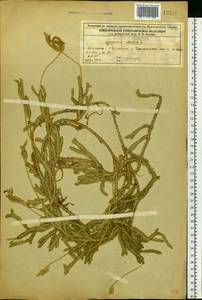 Плаун булавовидный L., Восточная Европа, Волжско-Камский район (E7) (Россия)
