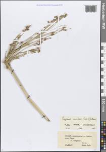 Sorghum bicolor subsp. bicolor, Кавказ, Северная Осетия, Ингушетия и Чечня (K1c) (Россия)