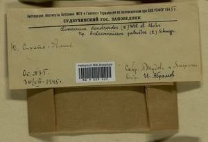 Climacium dendroides (Hedw.) F. Weber & D. Mohr, Гербарий мохообразных, Мхи - Дальний Восток (без Чукотки и Камчатки) (B20) (Россия)
